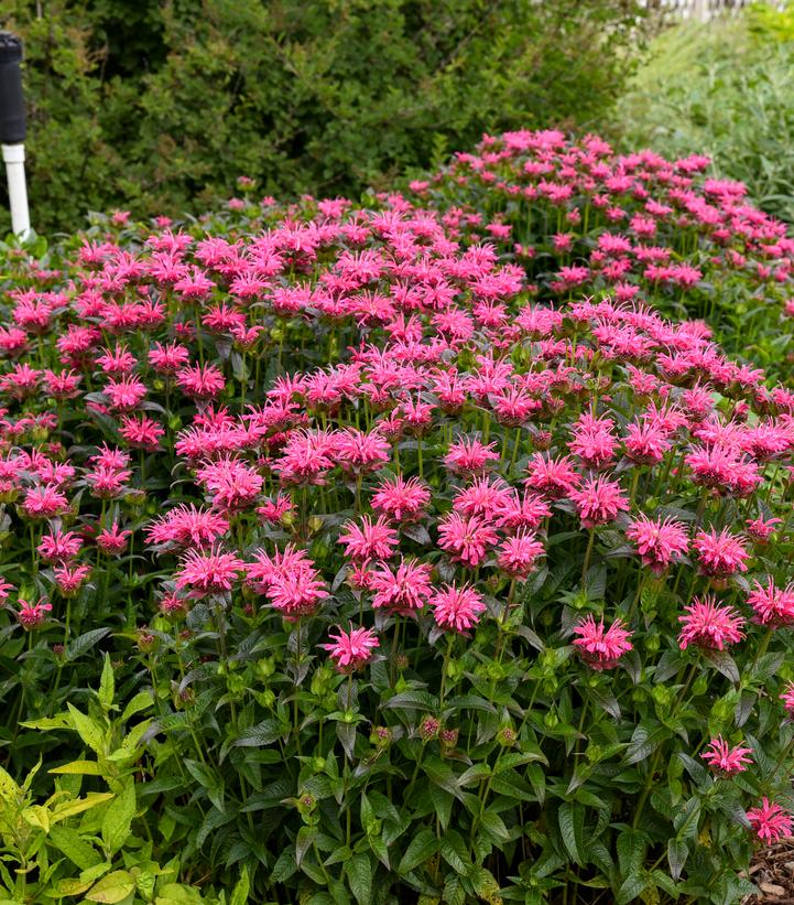 Image Credit: Walters Gardens