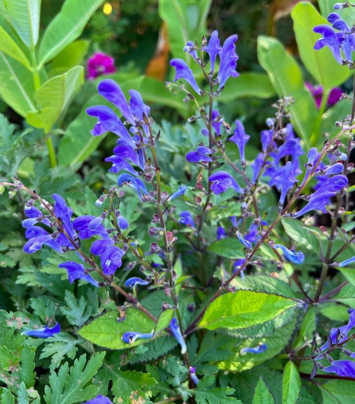 Image credit: Plants Nouveau