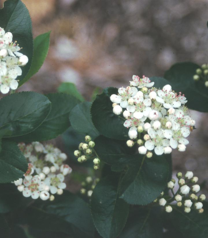 Aronia melanocarpa ''Viking'' - Viking Chokeberry from Prides Corner Farms