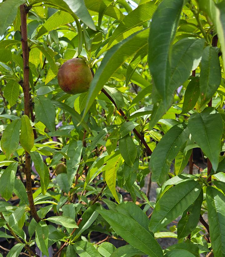 Image Credit: Prides Corner Farms