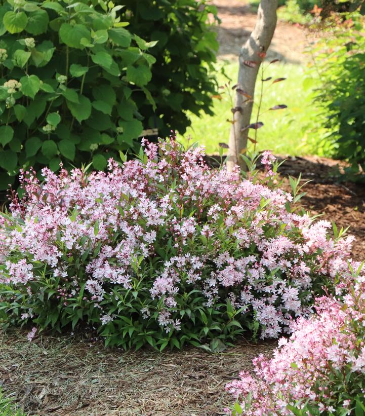 Image Credit: Spring Meadow Nursery