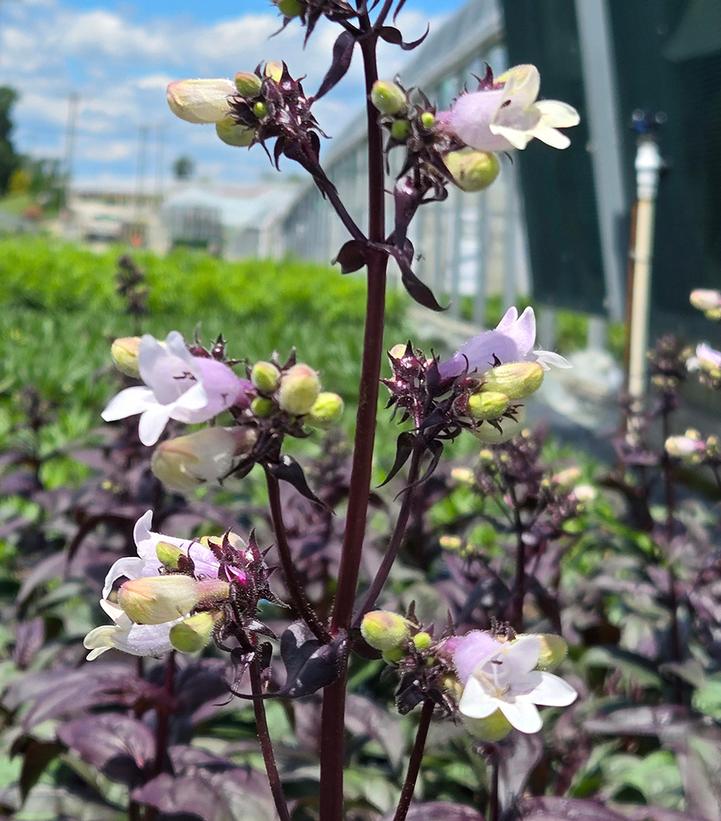 Image Credit: Prides Corner Farms