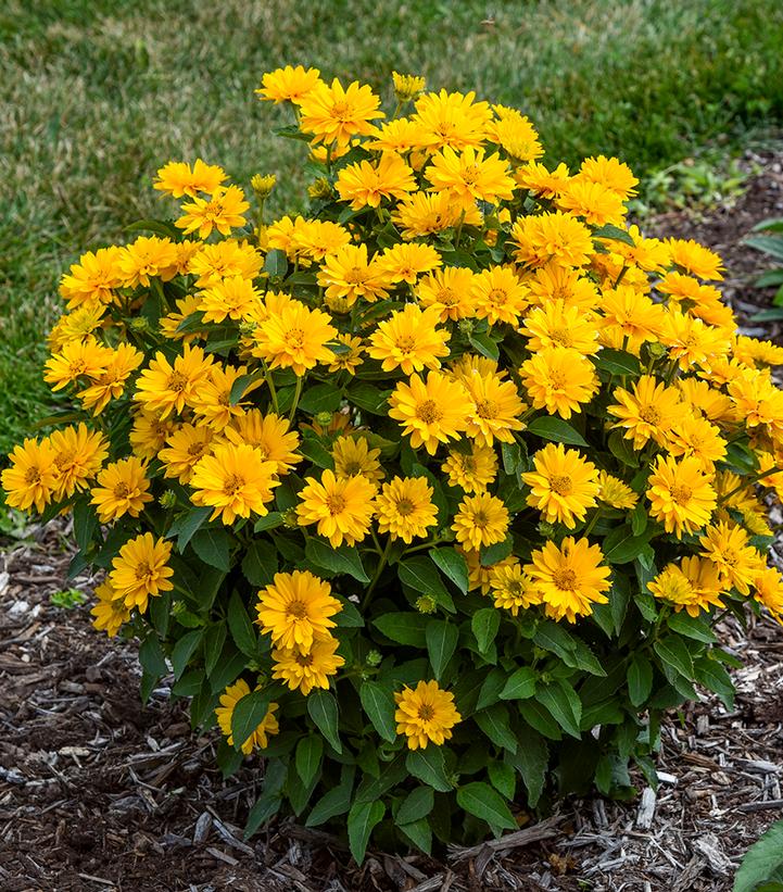 Image Credit: Walters Gardens