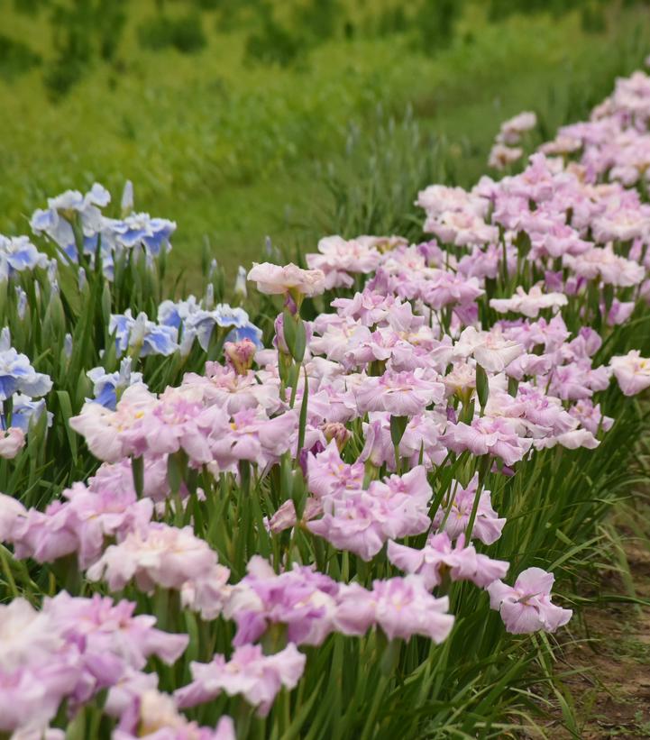 Image Credit: Walters Gardens