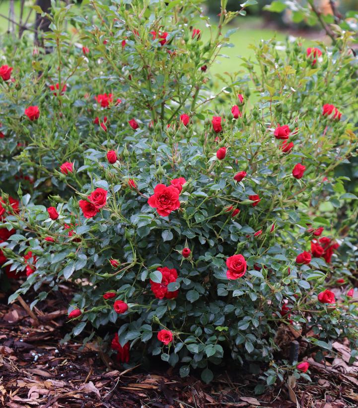 Image Credit: Spring Meadow Nursery