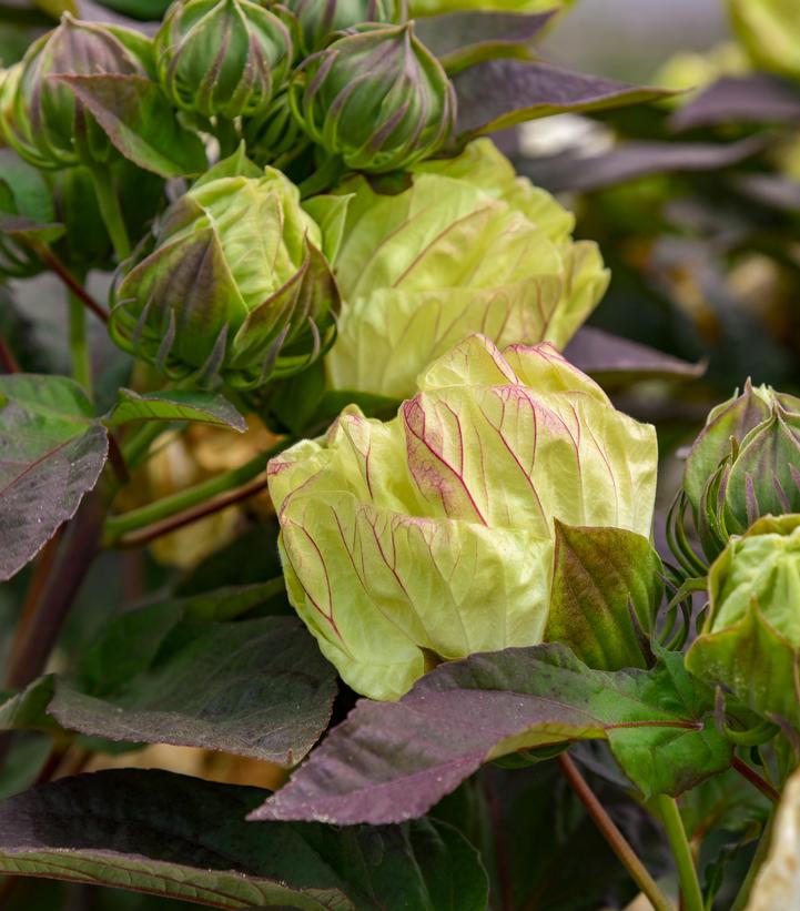 HIBISCUS SUMMERIFIC `COCONUT CREAM` - from Prides Corner Farms