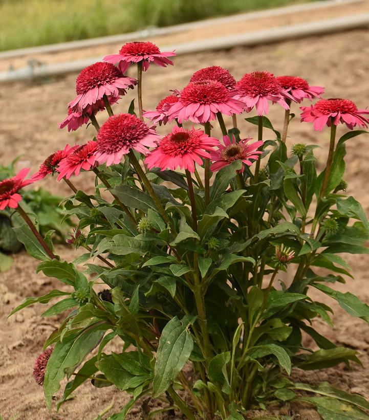 Image Credit: Walters Gardens