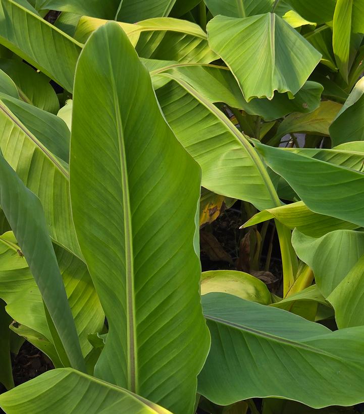 Image Credit: Prides Corner Farms