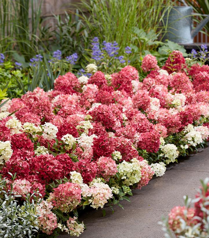 Image Credit: Hydrangea paniculata Groundbreaker® Ruby™ 'LC NO27' PBRAF
