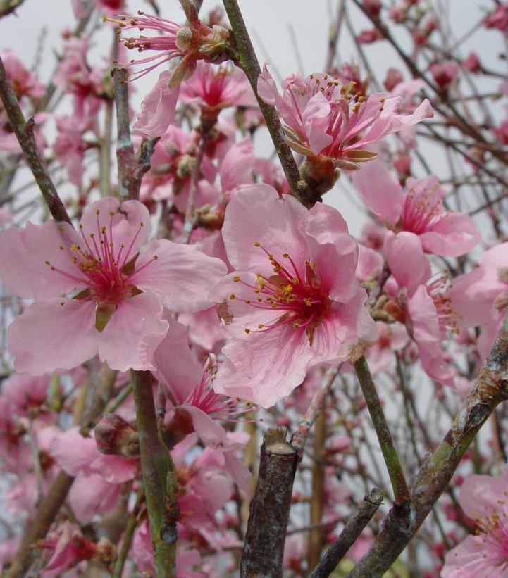 spring flowers - Image Credit: Prides Corner Farms