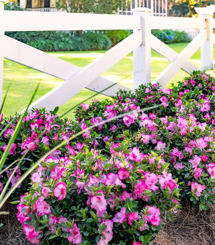 Image Credit: Encore Azaleas®