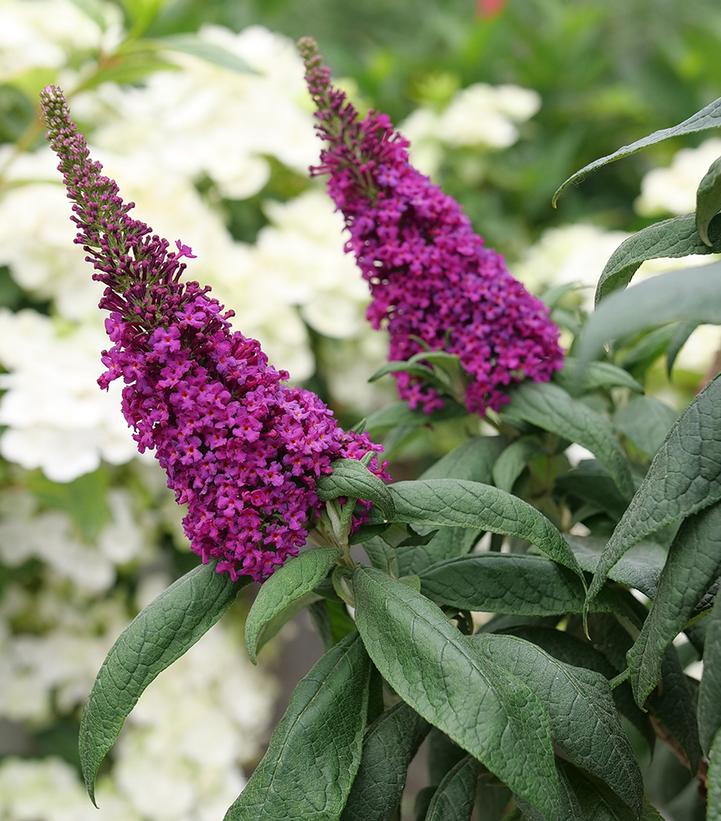 Image Credit: Spring Meadow Nursery