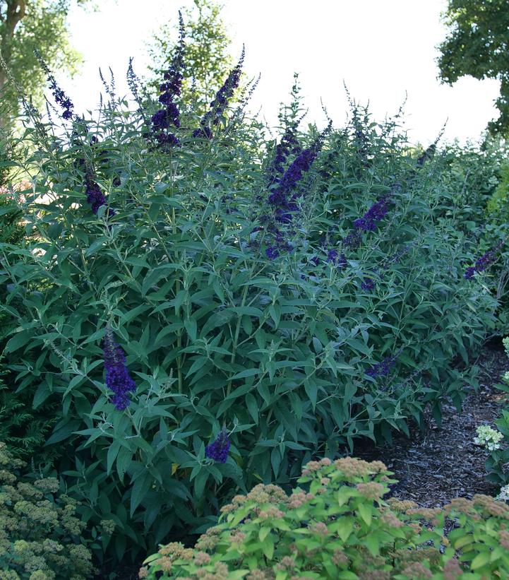 Image Credit: Spring Meadow Nursery