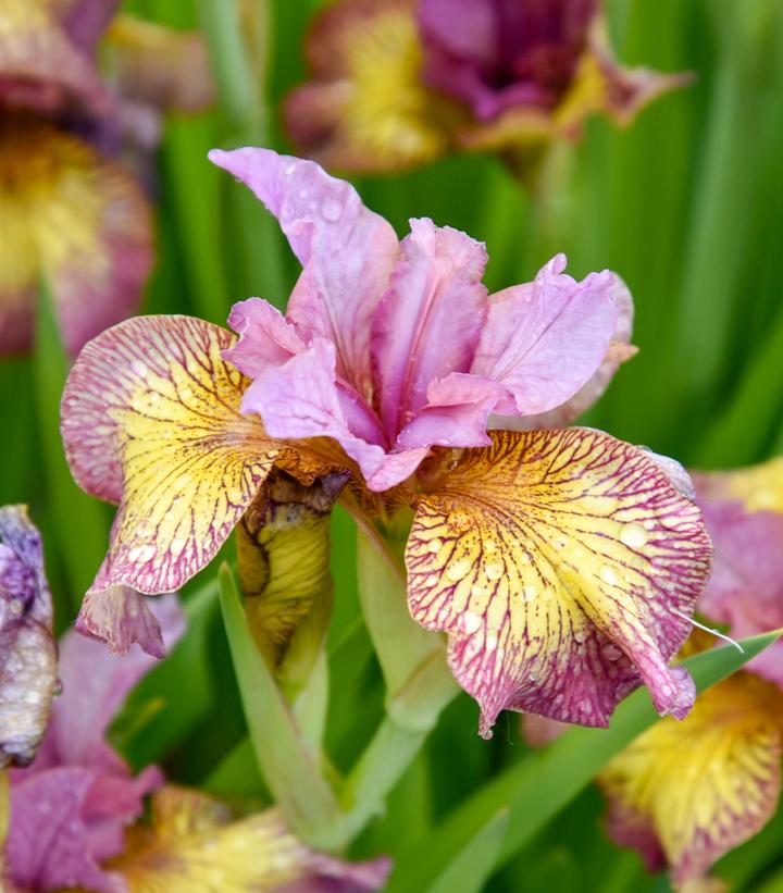 Image Credit: Walters Gardens