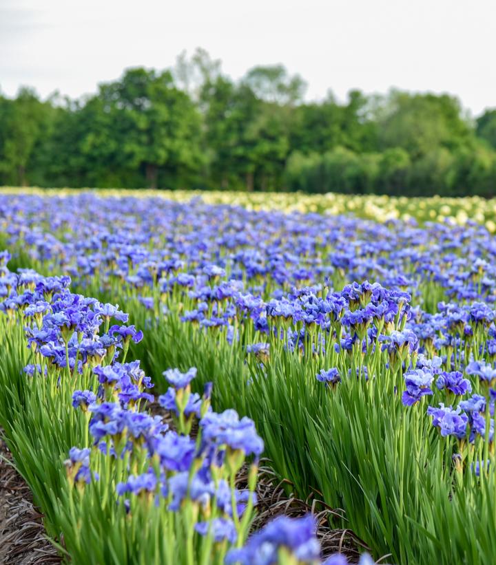 Image Credit: Walters Gardens