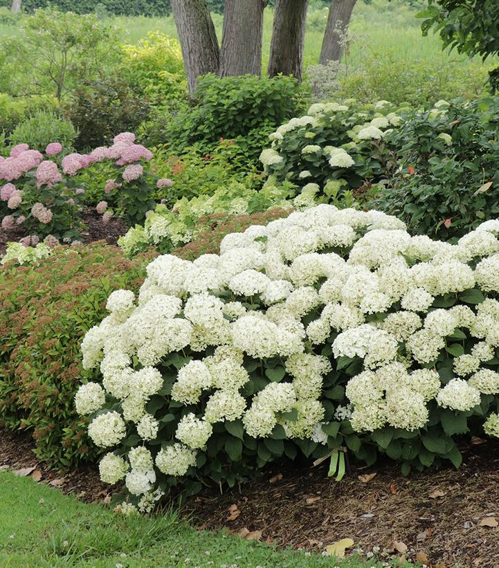 Image Credit: Spring Meadow Nursery