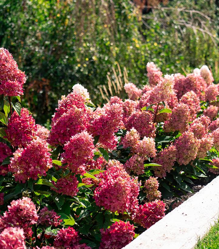 Image Credit: Bloomin Easy