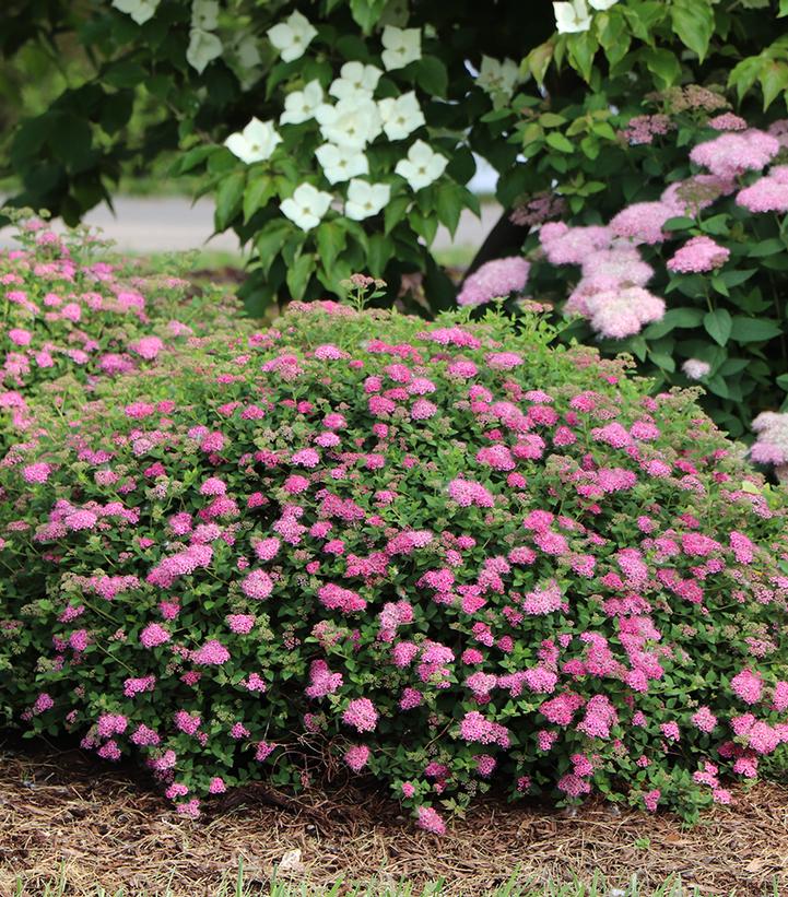Image Credit: Spring Meadow Nursery