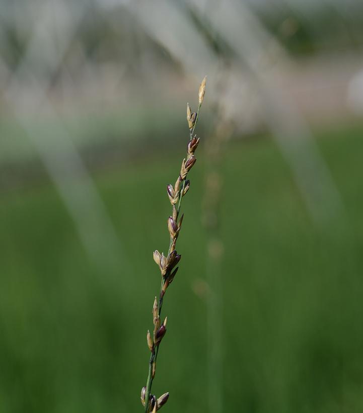 Image Credit: Prides Corner Farms