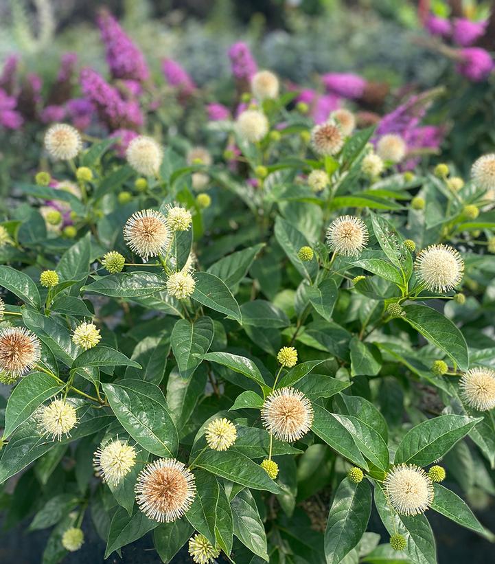 Image Credit: Spring Meadow Nursery