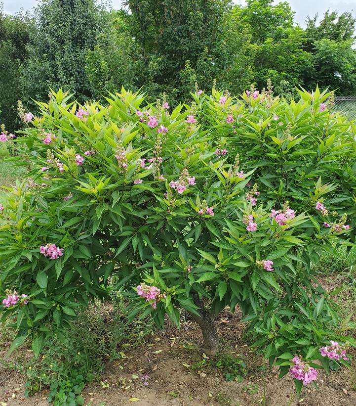 Chitalpa 'El Niño®' - Desert Orchid from Prides Corner Farms