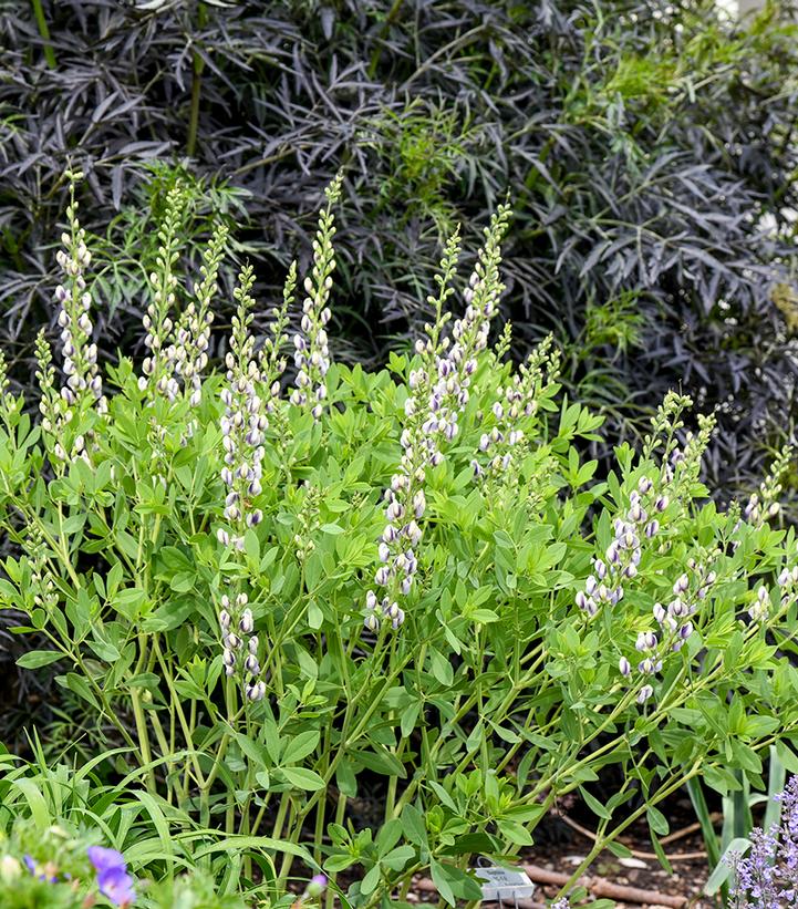 Image Credit: Walters Gardens