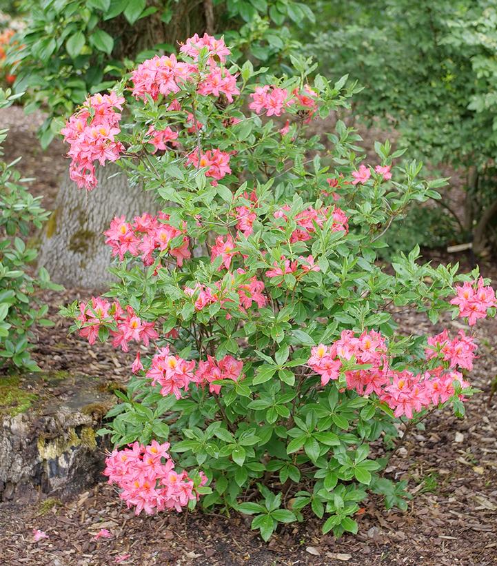 Image Credit: Spring Meadow Nursery