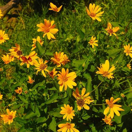 Image Credit: North Carolina State Extension