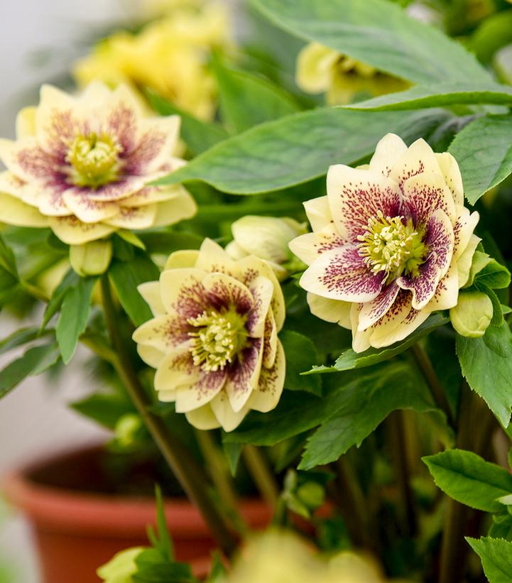 Image Credit: Walters Gardens