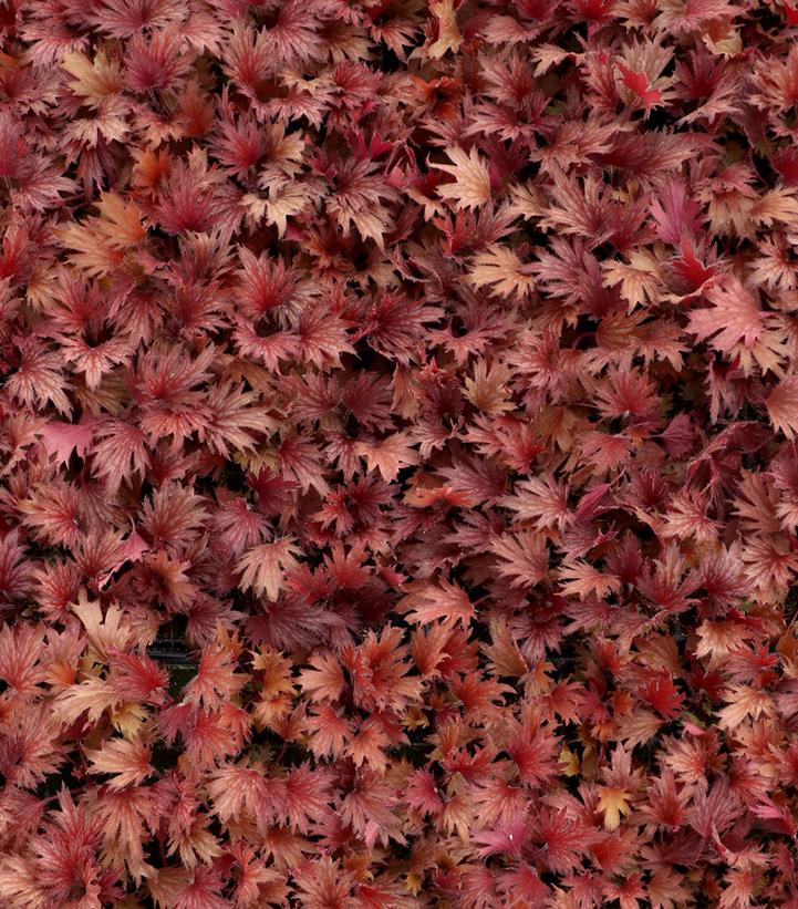 Image Credit: TERRA NOVA® Nurseries, Inc.