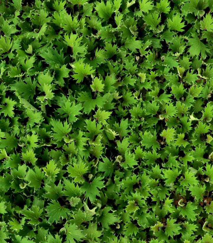 Image Credit: TERRA NOVA® Nurseries, Inc.