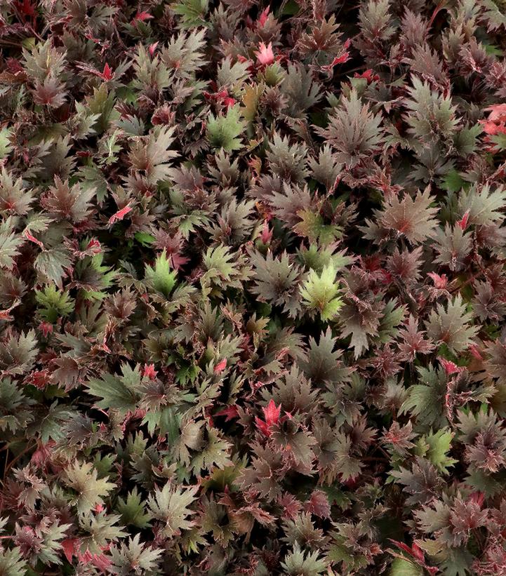 Image Credit: TERRA NOVA® Nurseries, Inc.