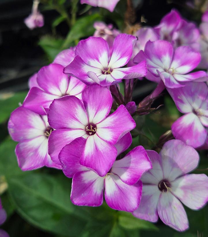 Image Credit: Prides Corner Farms
