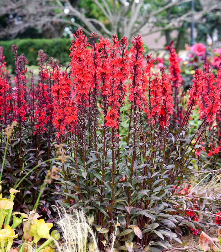 Lobelia Flutterjoy™ 'Neon Flame' - Image Credit - Walters Gardens