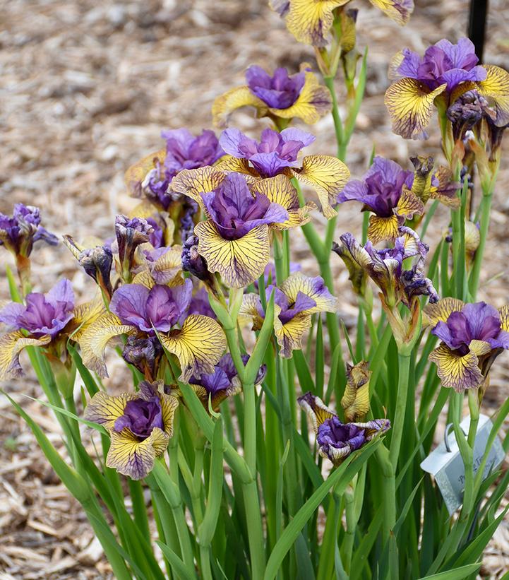 Image Credit: Walters Gardens