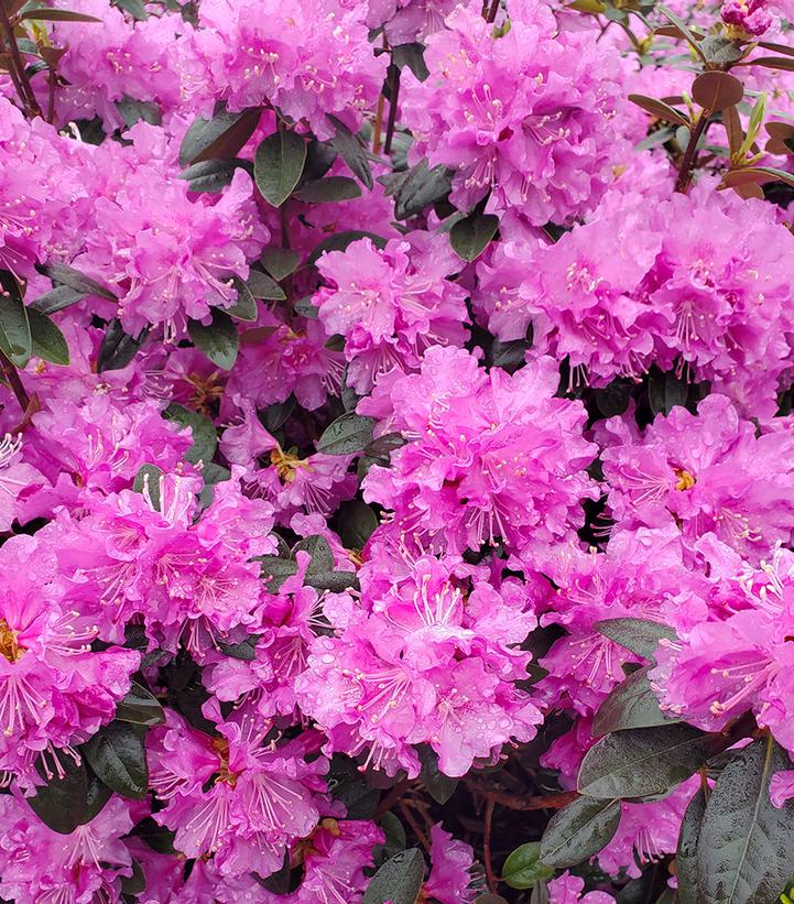 Rhododendron X 'PJM Elite' PJM Elite Rhododendron from Dietrich Gardens