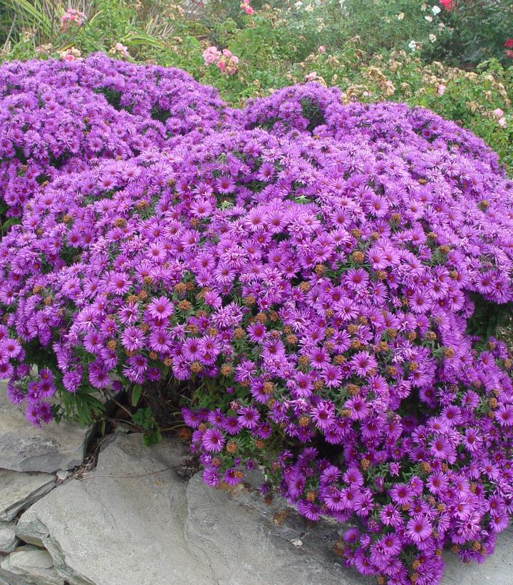 Aster novae-angliae ''Purple Dome'' - Purple Dome Aster from Prides Corner Farms