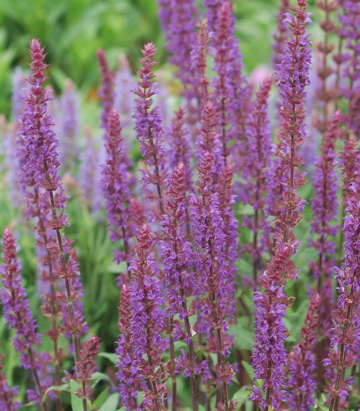 Salvia nemorosa 'Caradonna' Caradonna Meadow Sage from Dietrich Gardens