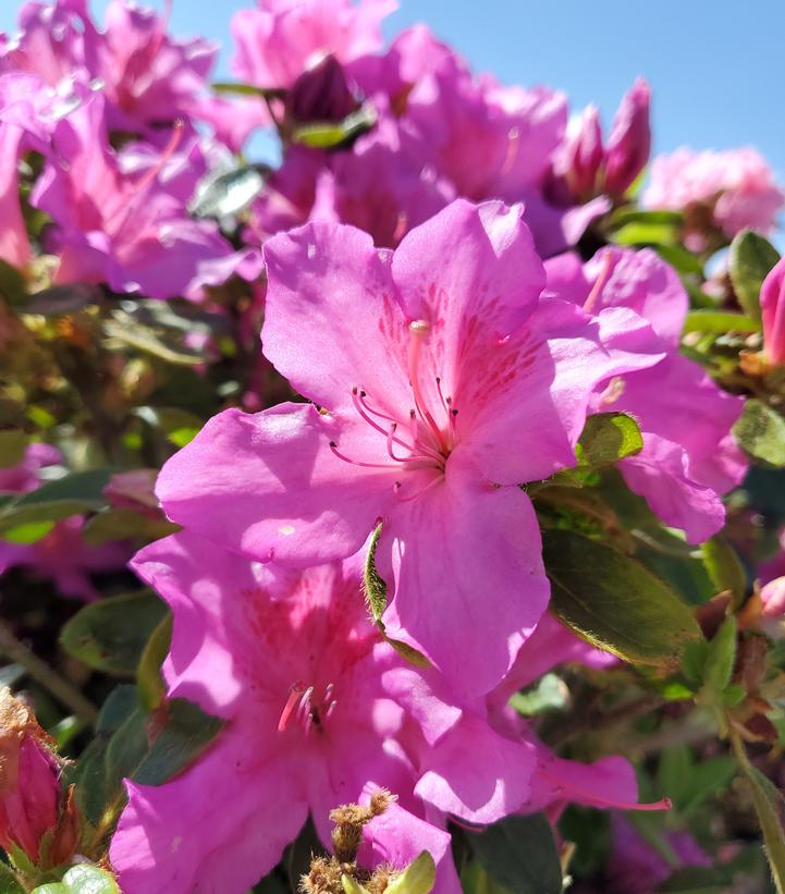 Azalea 'Encore® Autumn Royalty®' Encore® Autumn Royalty® Reblooming ...