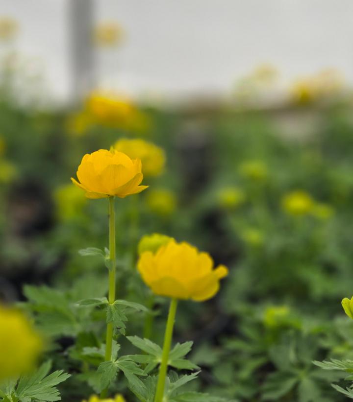 Image Credit: Prides Corner Farms