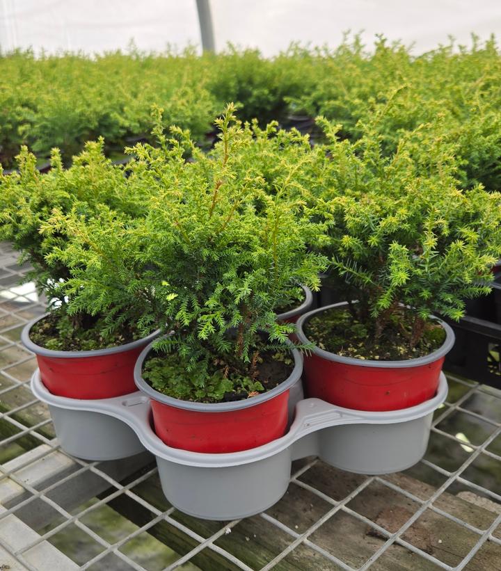 Holiday Quartet Bonus Bush - Image Credit: Prides Corner Farms