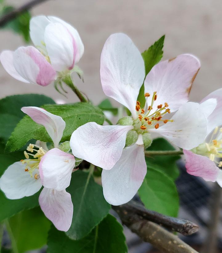 Malus X 'Royal Gala' Royal Gala Apple from Dietrich Gardens