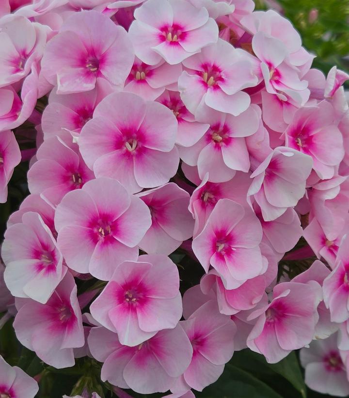 Image Credit: Prides Corner Farms