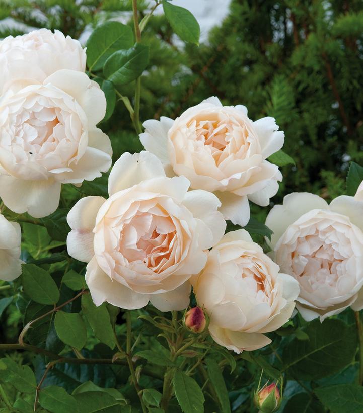 Image Credit: David Austin Roses