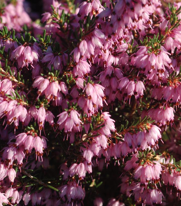 Erica carnea 'Pink' Pink Spring Heather from Dietrich Gardens