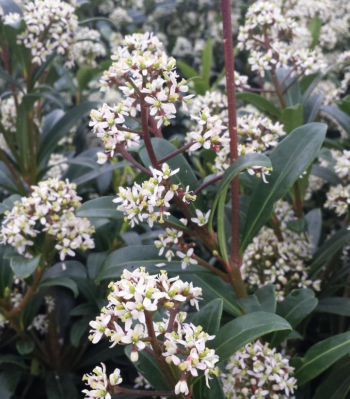 Skimmia japonica Male Skimmia from Dietrich Gardens