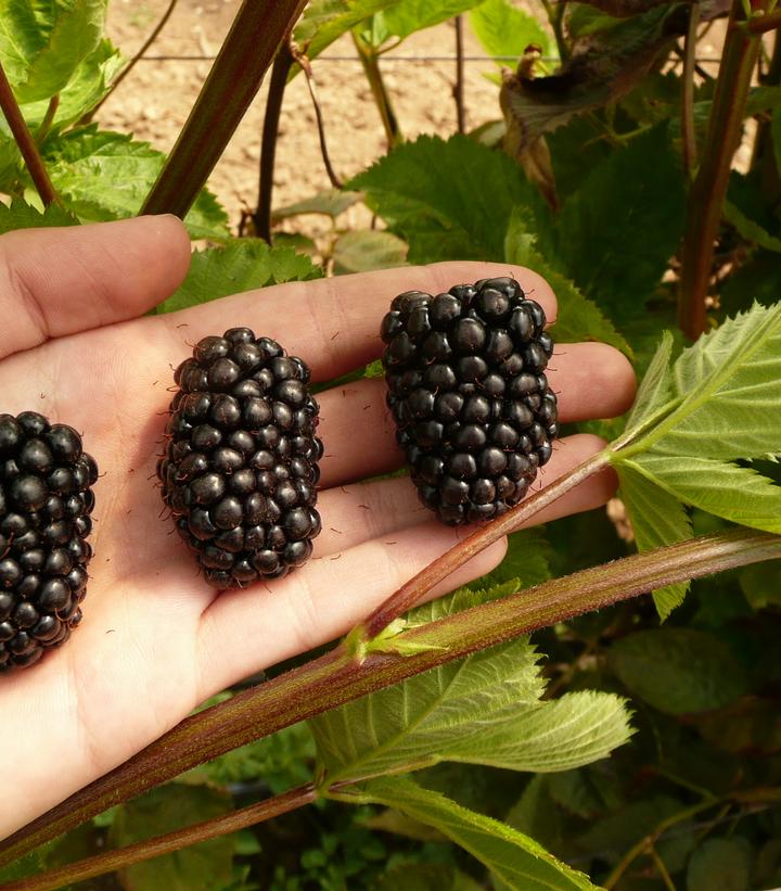 Rubus 'Prime-Ark® Freedom' -photo courtesy of the breeder