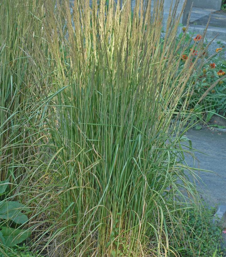 Calamagrostis a. 'Avalanche' Avalanche Feather Reed Grass from Dietrich ...