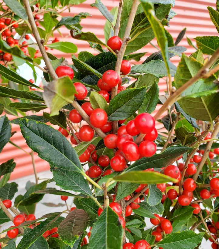 Ilex verticillata 'Little Goblin® Red' Little Goblin® Red Winterberry ...