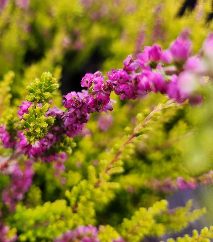 Calluna vulgaris 'Firefly' Firefly Heather from Dietrich Gardens